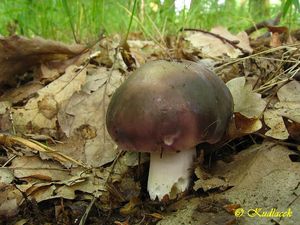 Holubinka namodralá - Russula cyanoxantha (Schaeff.) Fr. 1863