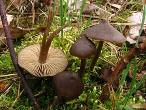 Závojenka jarní - Entoloma vernum S. Lundell 1937