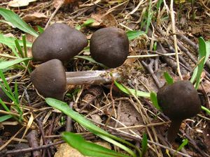 Závojenka jarní - Entoloma vernum S. Lundell 1937