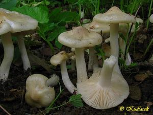 Závojenka podtrnka - Entoloma clypeatum (L.) P. Kumm. 1871