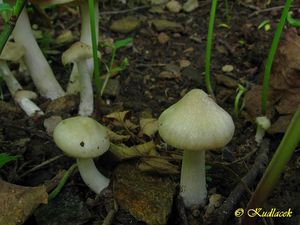 Závojenka podtrnka - Entoloma clypeatum (L.) P. Kumm. 1871