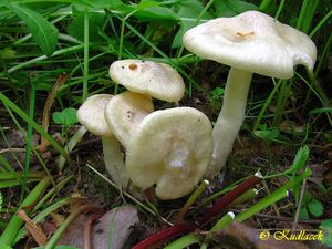 Závojenka podtrnka - Entoloma clypeatum (L.) P. Kumm. 1871