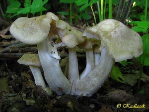 Závojenka podtrnka - Entoloma clypeatum (L.) P. Kumm. 1871