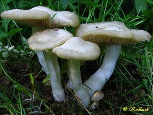 Závojenka podtrnka - Entoloma clypeatum (L.) P. Kumm. 1871