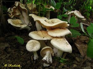 Závojenka podtrnka - Entoloma clypeatum (L.) P. Kumm. 1871