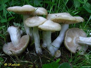 Závojenka podtrnka - Entoloma clypeatum (L.) P. Kumm. 1871