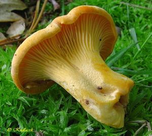 Liška obecná - Cantharellus cibarius Fr. 1821