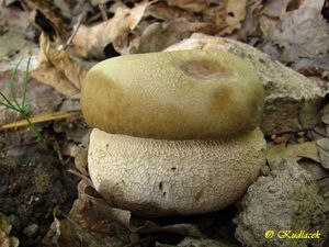 Hřib dubový - Boletus reticulatus Schaeff.