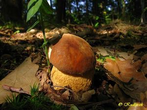 Hřib dubový - Boletus reticulatus Schaeff.