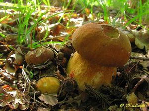 Hřib dubový - Boletus reticulatus Schaeff.