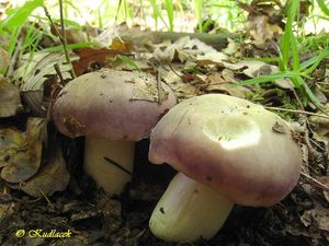 Holubinka namodralá - Russula cyanoxantha