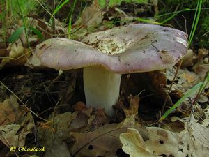 Holubinka namodralá - Russula cyanoxantha