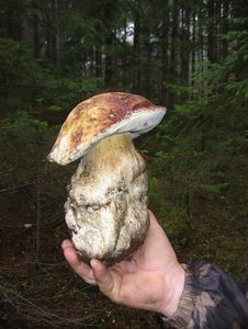 Hřib borový - Boletus pinophilus Pilát & Dermek