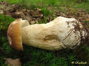 Hřib smrkový - Boletus edulis Bull.