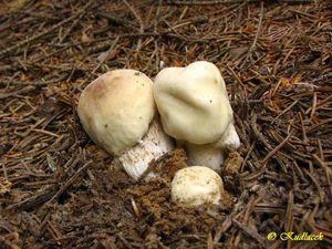 Hřib smrkový - Boletus edulis Bull.