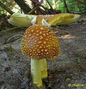 Muchomůrka královská - Amanita regalis