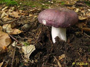 Holubinka namodralá - Russula cyanoxantha