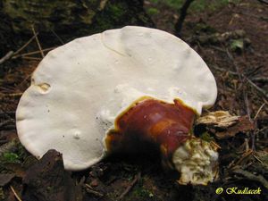 Lesklokorka lesklá - Ganoderma lucidum