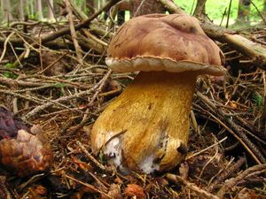 Hřib žlučník - Tylopilus felleus  (Bull.) P. Karst. 1881