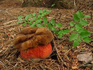 Hřib kovář - Neoboletus luridiformis (Rostk.) Gelardi, Simonini & Vizzini 2014