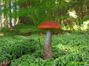 Křemenáč osikový - Leccinum rufum (Schaeff.) Kreisel