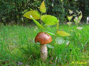 Křemenáč osikový - Leccinum rufum (Schaeff.) Kreisel