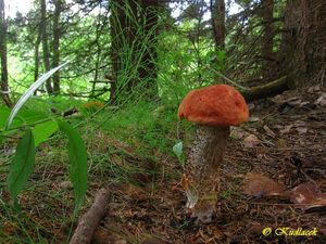 Křemenáč osikový - Leccinum rufum (Schaeff.) Kreisel