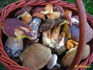 Klikni pro velký obrázek