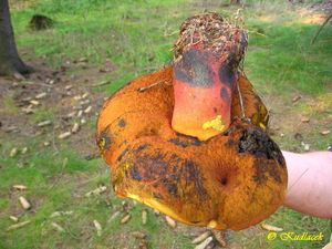 Klikni pro velký obrázek