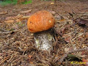 Klikni pro velký obrázek