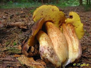 Klikni pro velký obrázek