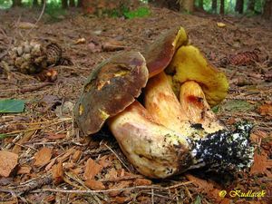 Klikni pro velký obrázek