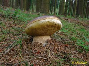 Klikni pro velký obrázek