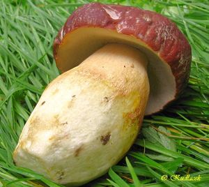 Hřib borový - Boletus pinophilus Pilát & Dermek