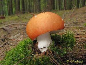 Holubinka odbarvená - Russula decolorans (Fr.) Fr. 1838