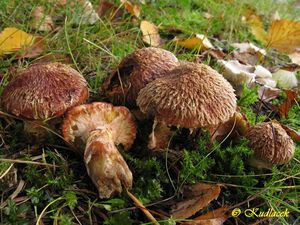 Klouzek douglaskový - Suillus lakei (Murrill) A.H. Sm. & Thiers 1964