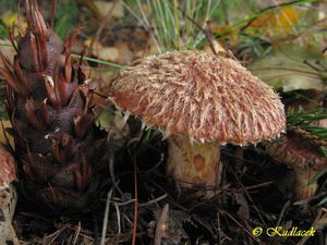 Klouzek douglaskový - Suillus lakei (Murrill) A.H. Sm. & Thiers 1964