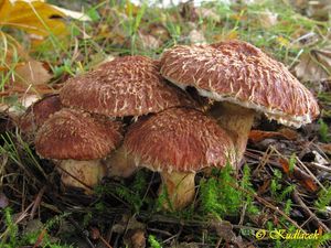 Klouzek douglaskový - Suillus lakei (Murrill) A.H. Sm. & Thiers 1964