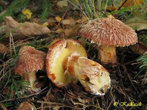 Klouzek douglaskový - Suillus lakei (Murrill) A.H.Sm. et Thiers