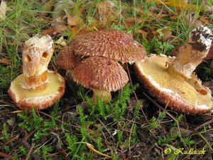 Klouzek douglaskový - Suillus lakei (Murrill) A.H.Sm. et Thiers