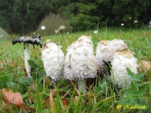 Hnojník obecný - Coprinus comatus (O.F. Müll.) Gray 1797