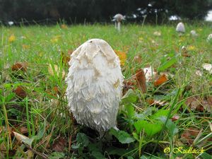 Hnojník obecný - Coprinus comatus (O.F. Müll.) Gray 1797