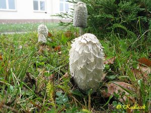 Hnojník obecný - Coprinus comatus (O.F. Müll.) Gray 1797