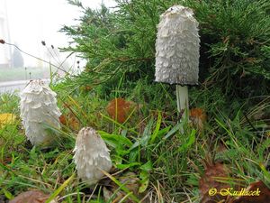 Hnojník obecný - Coprinus comatus (O.F. Müll.) Gray 1797