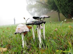 Hnojník obecný - Coprinus comatus (O.F. Müll.) Gray 1797