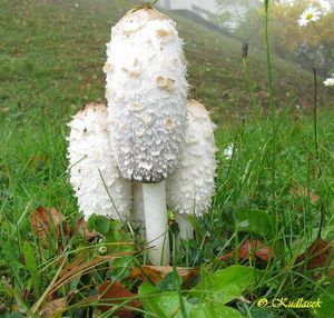 Hnojník obecný - Coprinus comatus (O.F. Müll.) Pers. 1797