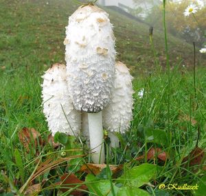 Hnojník obecný - Coprinus comatus (O.F. Müll.) Gray 1797