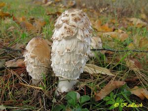 Hnojník obecný - Coprinus comatus (O.F. Müll.) Pers. 1797