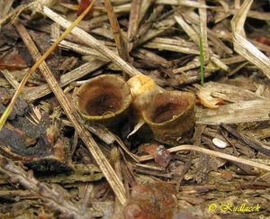 Pohárovka obecná - Crucibulum leave