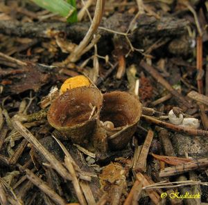 Pohárovka obecná - Crucibulum leave